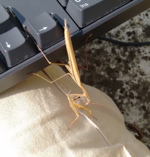 IMG_20150917_115117652