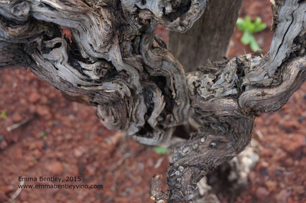 In The Vineyards With: Anna Martens (Vino di Anna,&nbsp;Sicily)