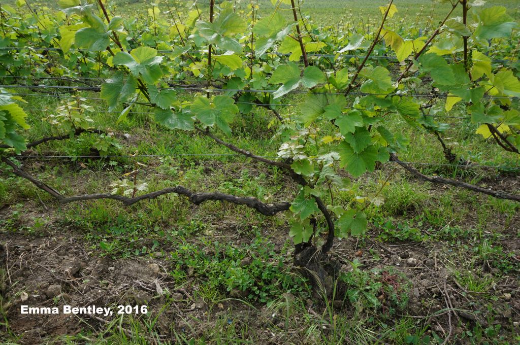 Photo Vineyard Taille Vallée de la Marne (c) Emma Bentley
