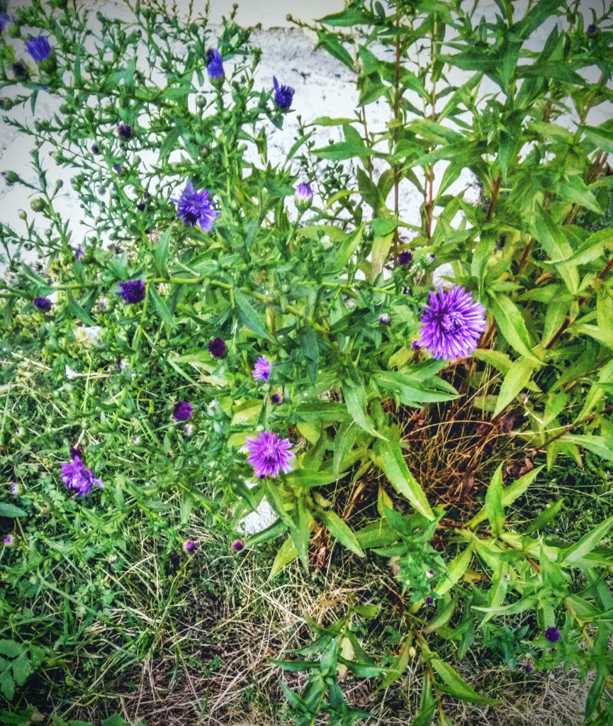 This is the "Harvest Plant" - year after year, it has faithfully started flowering at the exact moment that the garganega should be picked. 