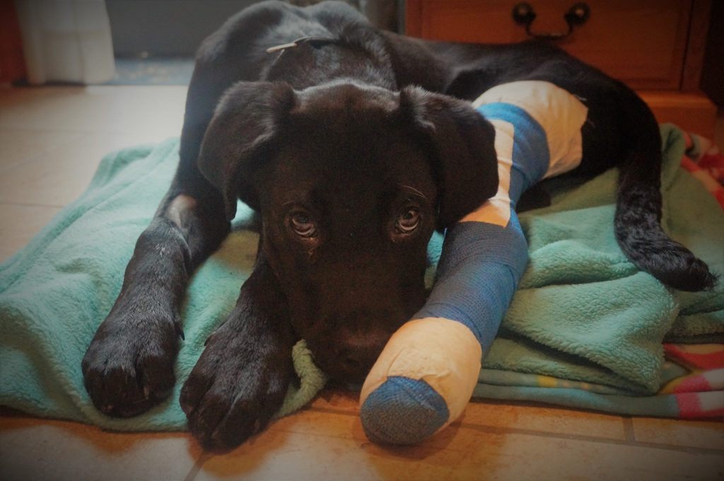 Six Great Red Wines from the “Vin Passion” Tasting&nbsp;2017