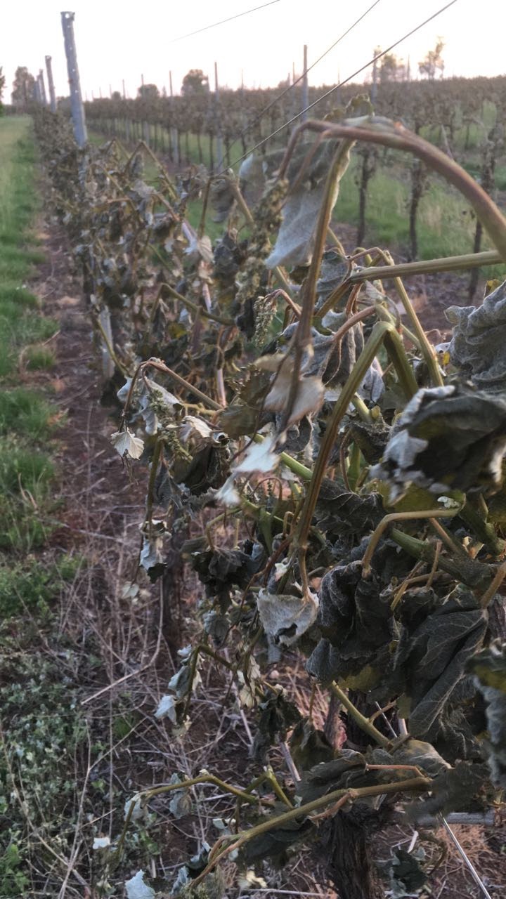 “Vintage 2017 Report” Or “How To Protect Against&nbsp;Frost”