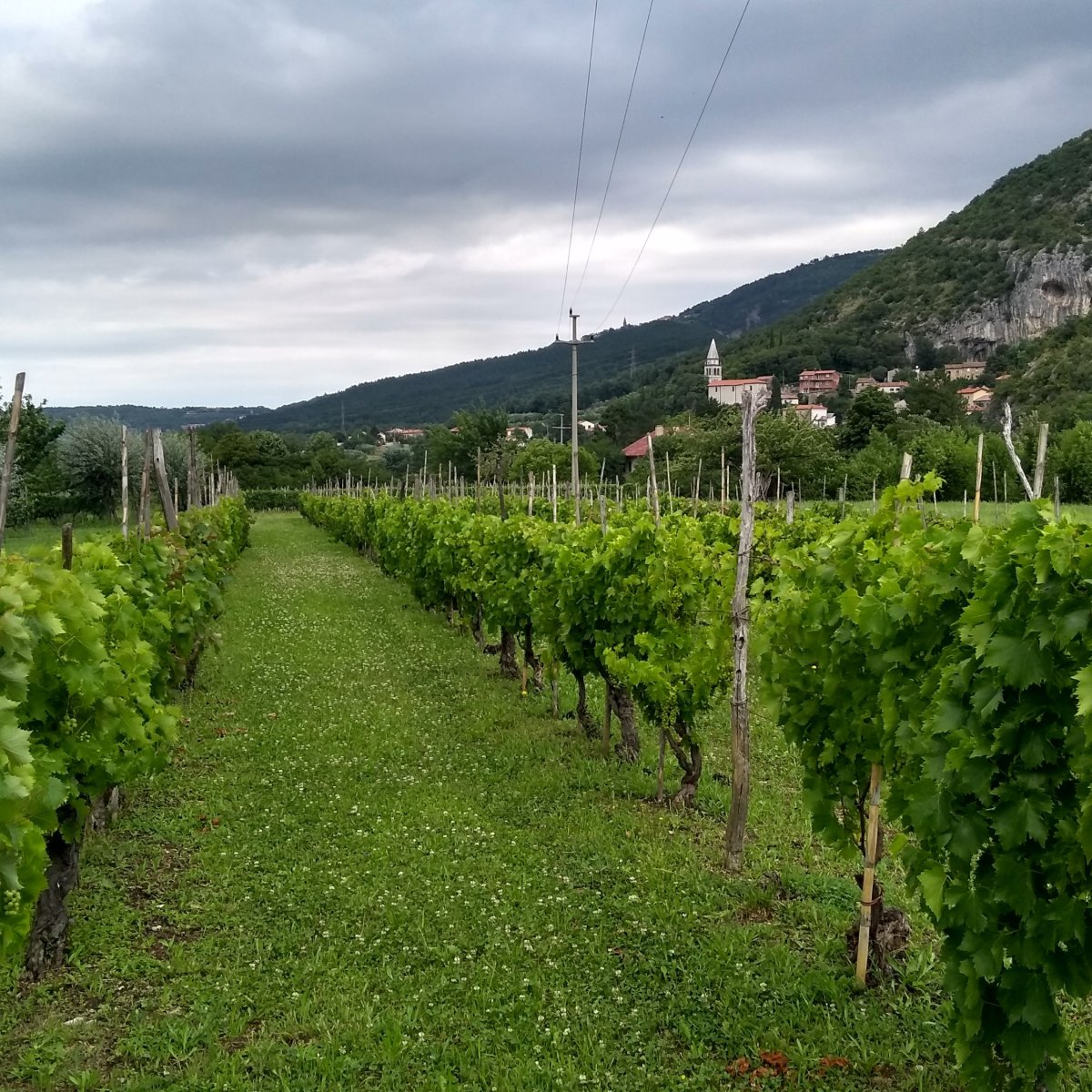 In The Vineyards With: Uros Klabjan (Istria,&nbsp;Slovenia)