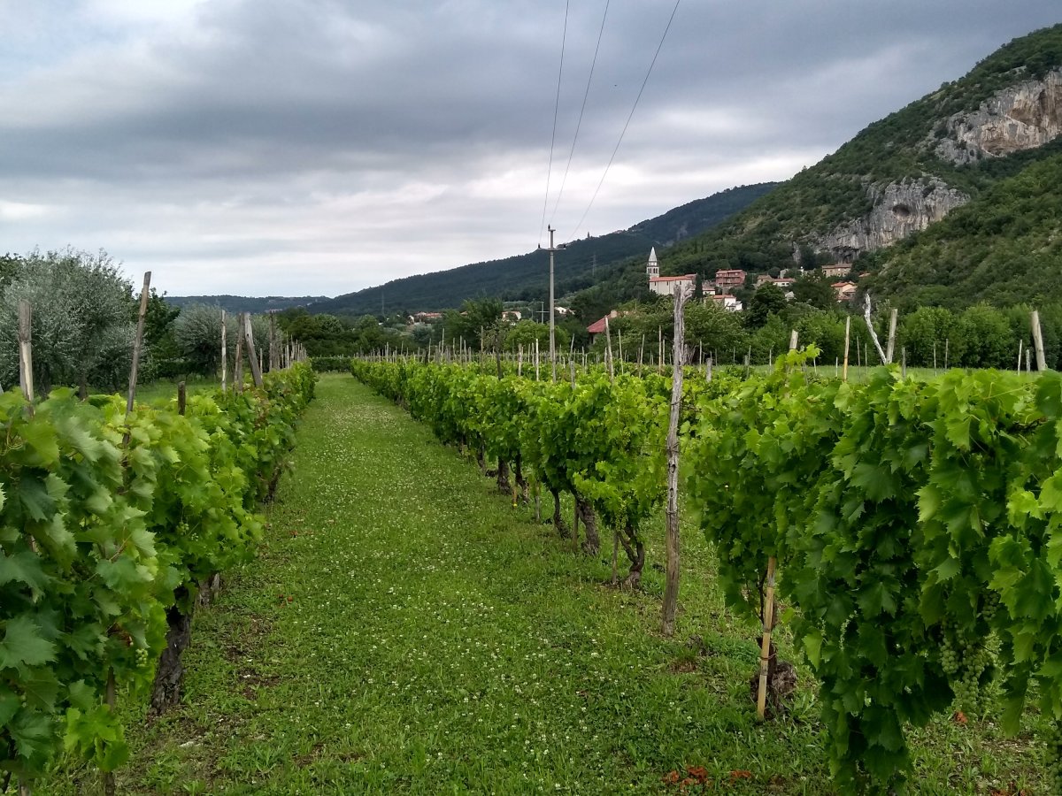 In The Vineyards With: Uros Klabjan (Istria,&nbsp;Slovenia)