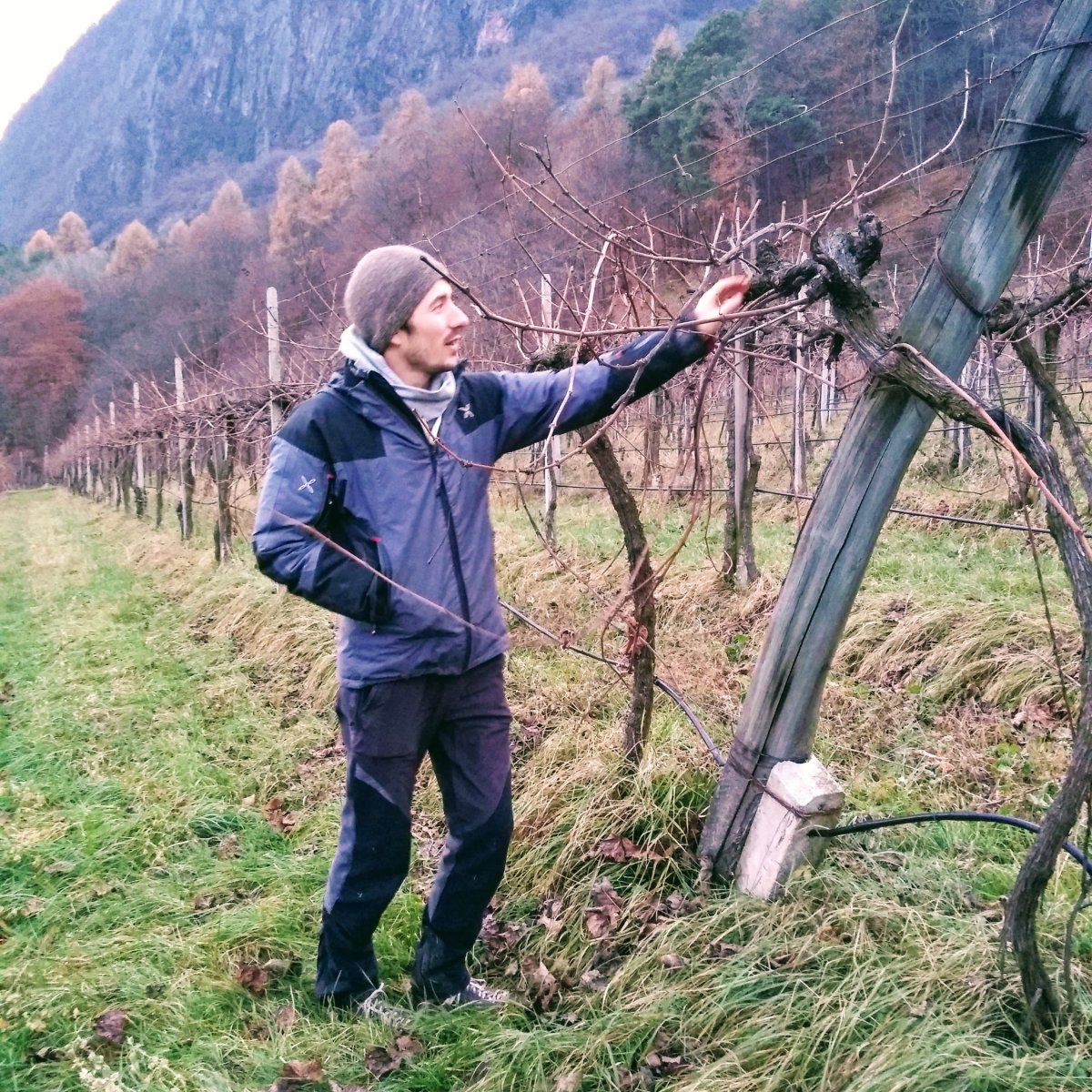 In The Vineyards With: Thomas&nbsp;Niedermayr
