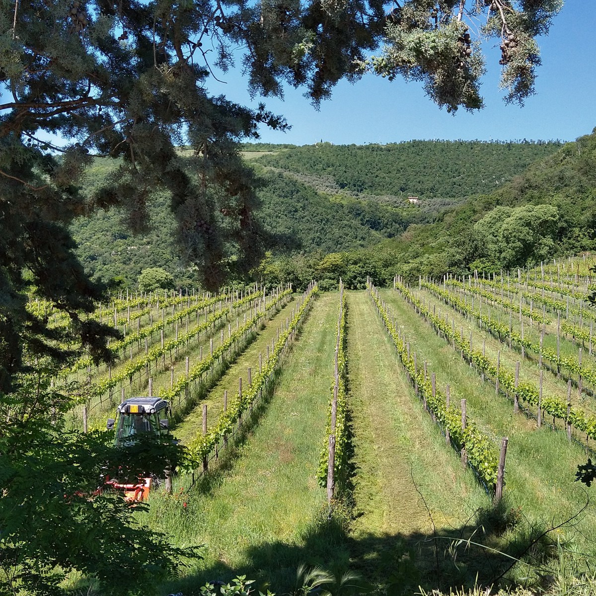 In The Vineyards With: Daniele Filippini (Siemàn), Veneto & “Saverlo” 2020 IGT&nbsp;Veneto