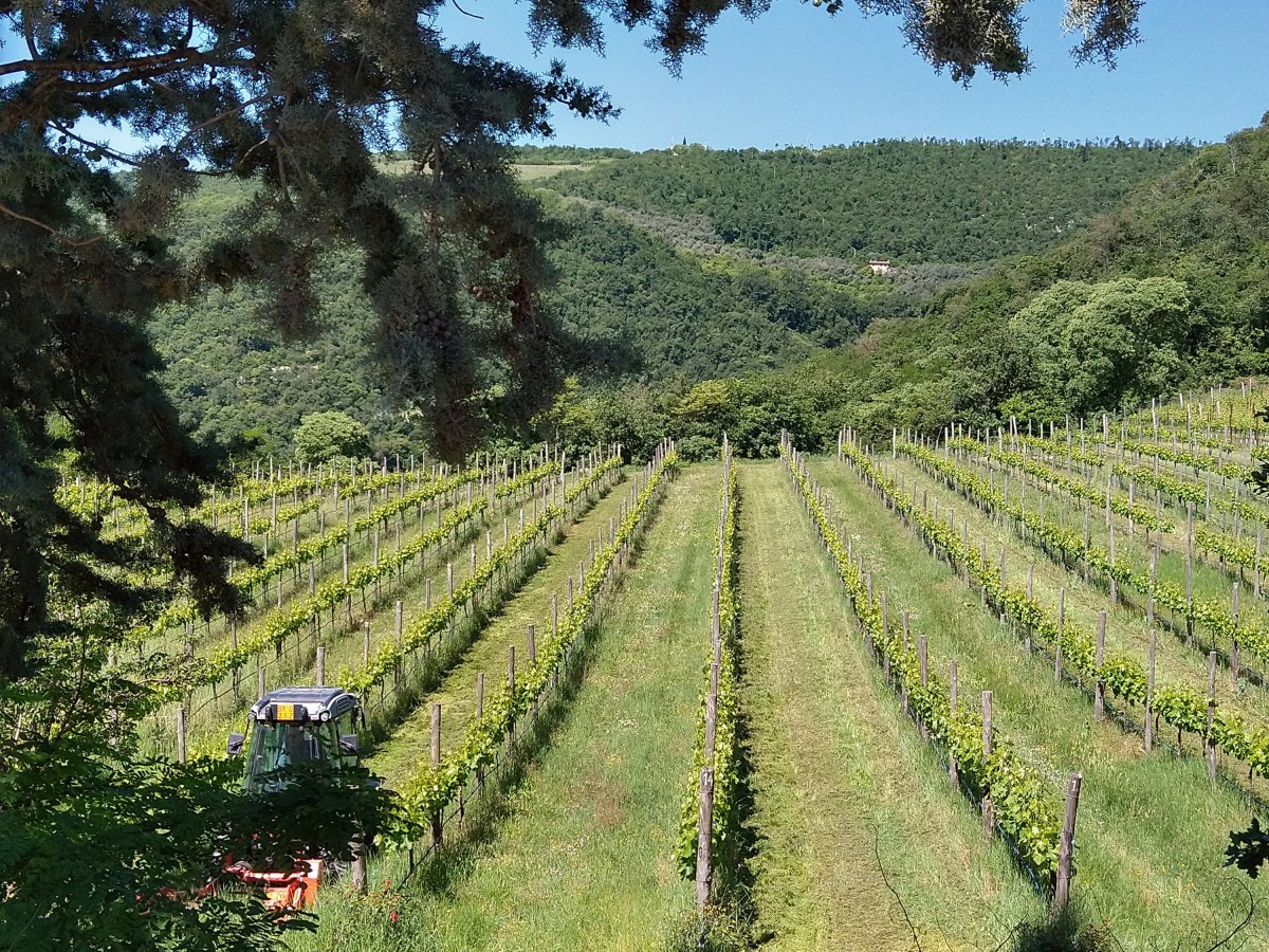 In The Vineyards With: Daniele Filippini (Siemàn), Veneto & “Saverlo” 2020 IGT&nbsp;Veneto