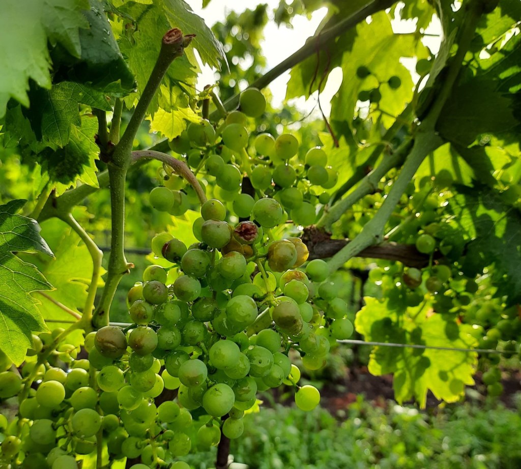 Veneto Update / 14th July&nbsp;2021