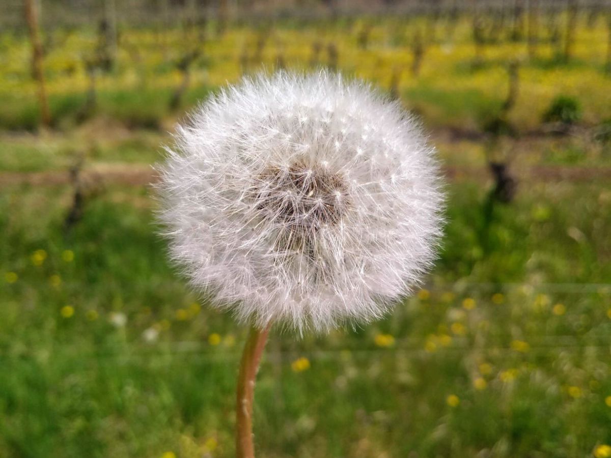 Why opt for organic&nbsp;winemakers?